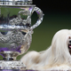Illustration for article titled Refined, Reanimated Feather Duster Wins Best in Show